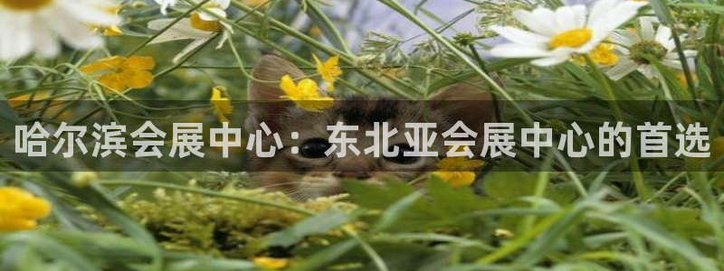 果博平台开户电话是多少：哈尔滨会展中心：东北亚会展中心的首选
